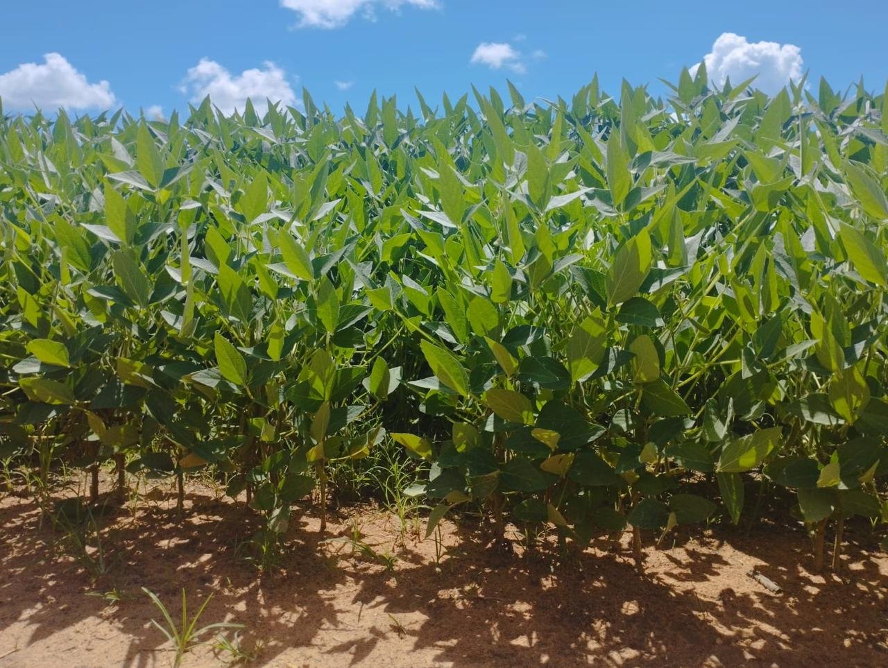 FAZENDA DE SOJA MONTE DO CARMO TO