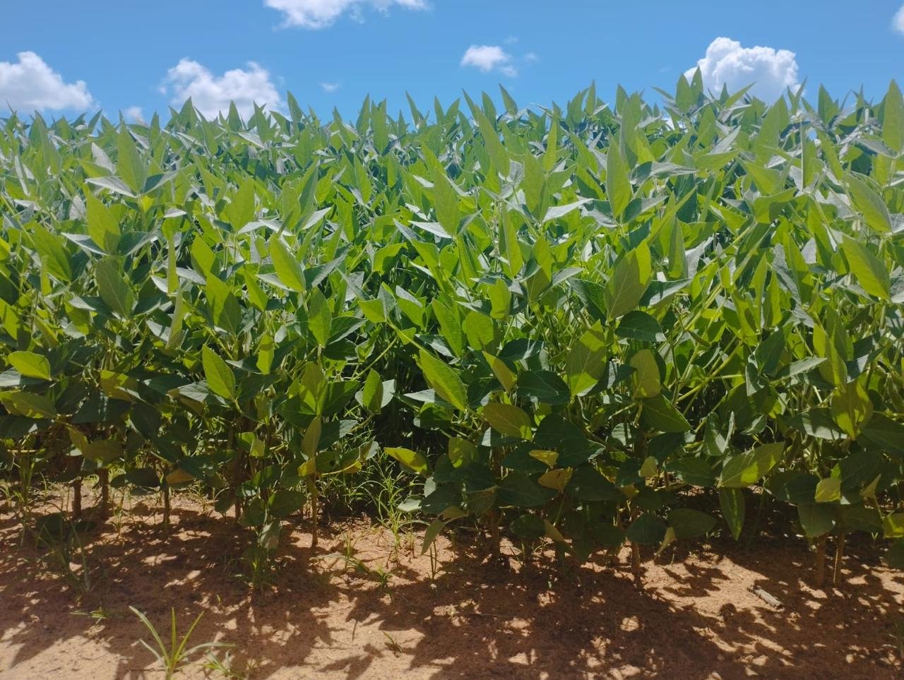FAZENDA DE SOJA MONTE DO CARMO TO