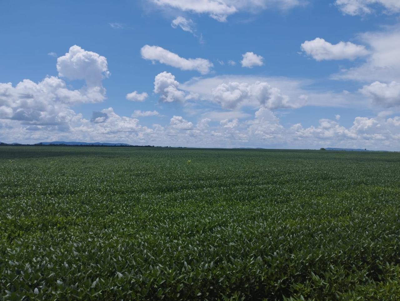 FAZENDA DE SOJA