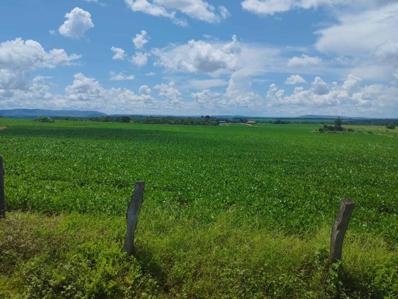 FAZENDA DE SOJA